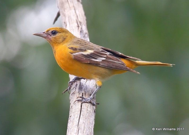 Baltimore Oriole mildly marked female, Rogers Co yard, OK, 5-10-17, Jda_10819.jpg