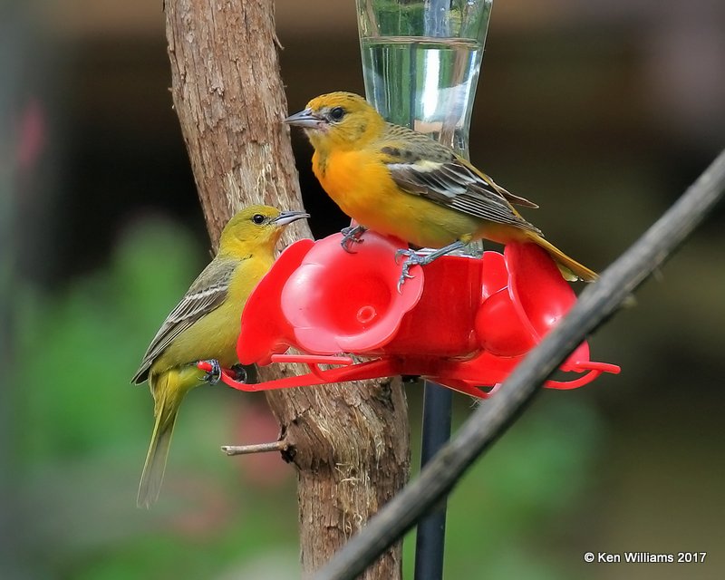 Baltimore & Orchard Oriole females, Rogers Co yard, OK, 5-10-17, Jda _10973.jpg