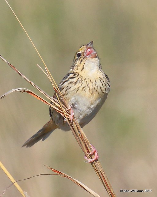 Henslow's Sparrow, Osage Co, OK, 4-23-17, Jda_05000.jpg