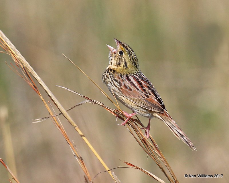 Henslow's Sparrow, Osage Co, OK, 4-23-17, Jda_05013.jpg