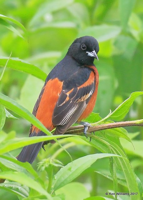 Orchard Oriole adult male, Rogers Co yard, OK, 5-10-17, Jda_09821.jpg