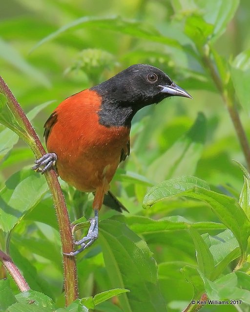 Orchard Oriole male, Rogers Co yard, OK, 5-10-17, Jda_10949.jpg