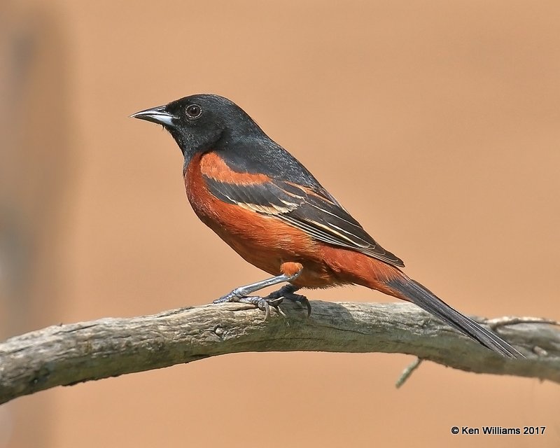 Orchard Oriole male, Rogers Co yard, OK, 5-10-17, Jda_11012.jpg