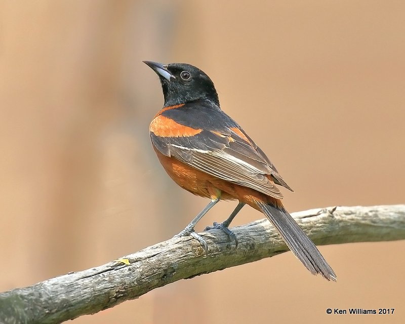 Orchard Oriole male, Rogers Co yard, OK, 5-10-17, Jdaa_10874.jpg