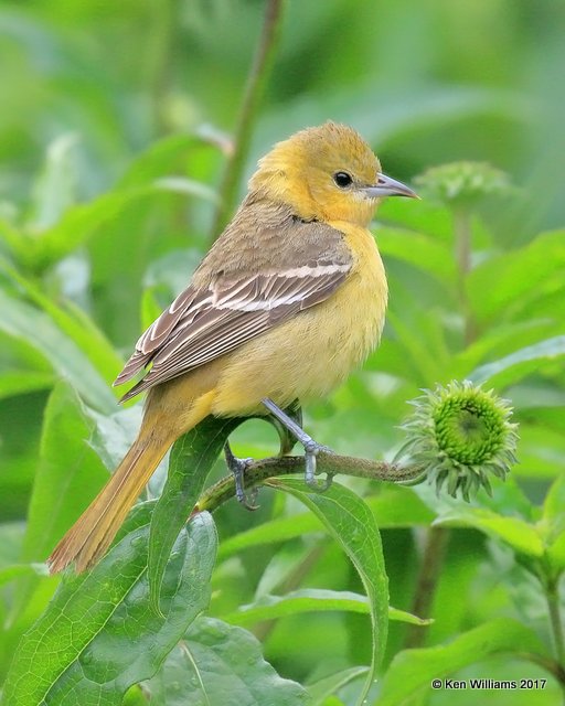 Orchard Oriole female, Rogers Co yard, OK, 5-10-17, Jda_09750.jpg