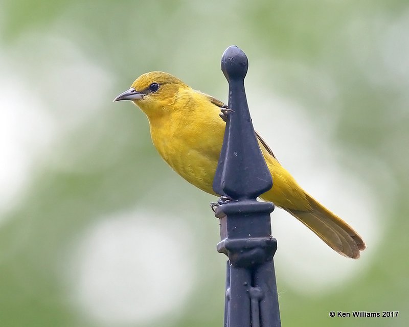 Orchard Oriole female, Rogers Co yard, OK, 5-10-17, Jda_10803.jpg