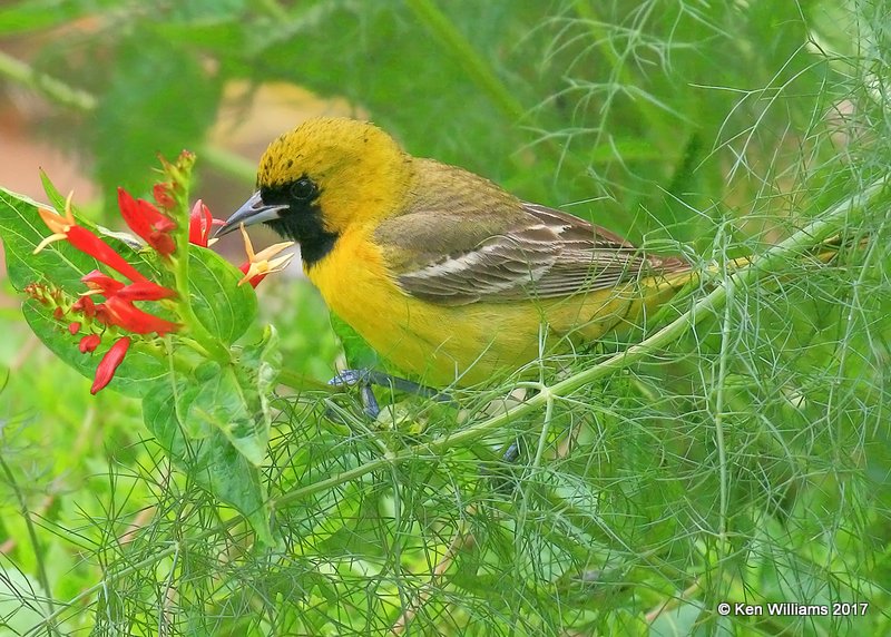 Orchard Oriole 1st year male, Rogers Co yard, OK, 5-10-17, Jda_09735.jpg