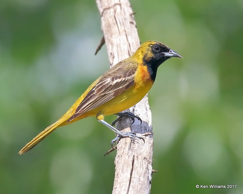 Orchard Oriole 1st year male, Rogers Co yard, OK, 5-10-17, Jda_10854.jpg