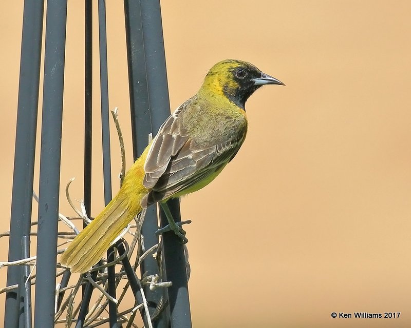 Orchard Oriole 1st year malee, Rogers Co yard, OK, 5-10-17, Jda_10897.jpg