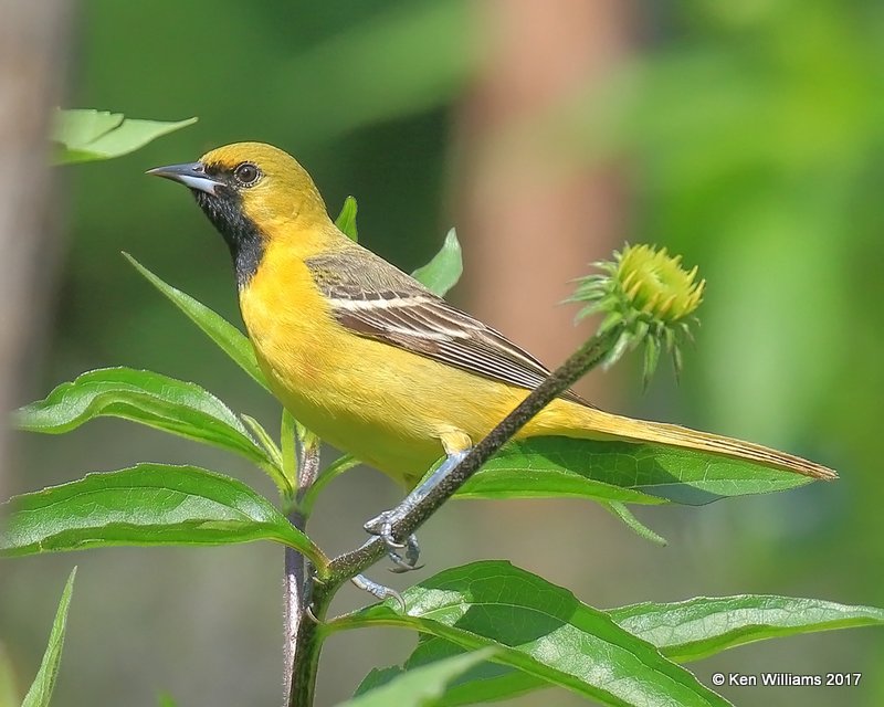 Orchard Oriole 1st year male, Rogers Co yard, OK, 5-10-17, Jda_10899.jpg