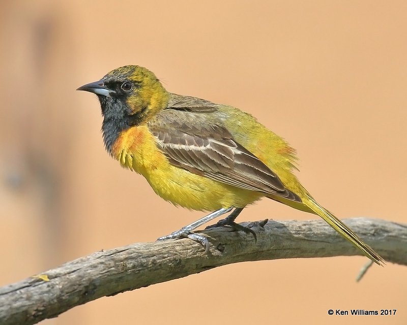 Orchard Oriole 1st year malee, Rogers Co yard, OK, 5-10-17, Jda_11166.jpg