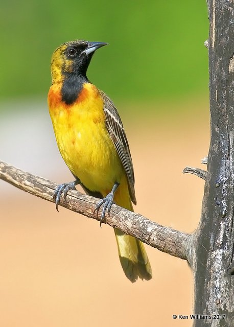 Orchard Oriole 1st year male, Rogers Co yard, OK, 5-10-17, Jda_11178.jpg