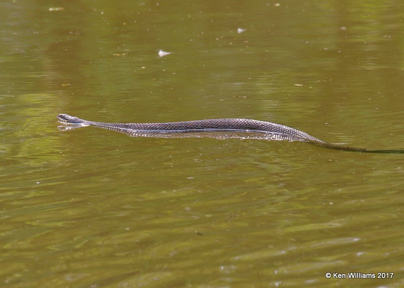 Banded Watersnake, Tulsa Co, OK, 5-10-17, Jda_09547.jpg