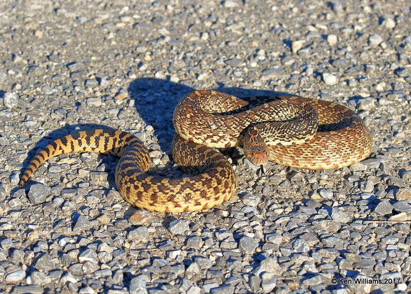 Bullsnake, Hackberry Flats WMA, OK, 5-7-17, Jda_45012.jpg