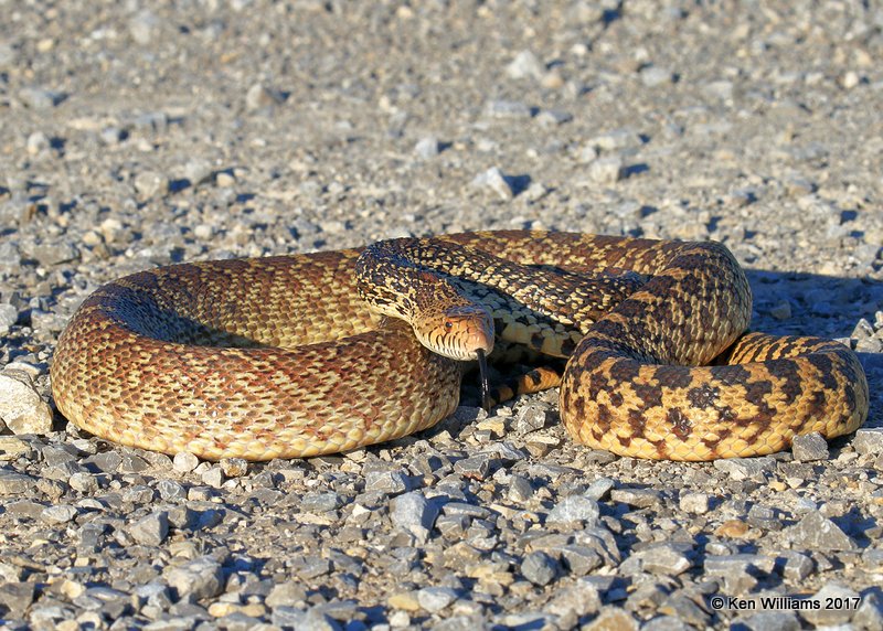 Bullsnake, Hackberry Flats WMA, OK, 5-7-17, Jda_45041.jpg