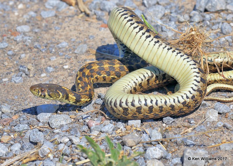 Checkered Garter Snake, Thamnophis marcianus, Hackberry Flats WMA, OK, 5-8-17, Jda_09517.jpg