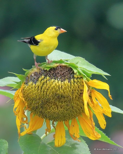 American Goldfinch male, Rogers Co yard, OK, 6-18-17, Jda_12321.jpg