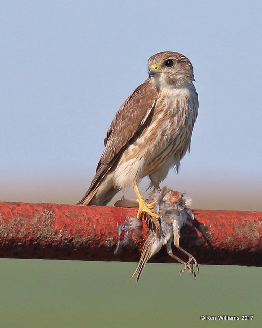 American Kestrel female, Osage Co., OK, 4-23-17, Jda_05127.jpg