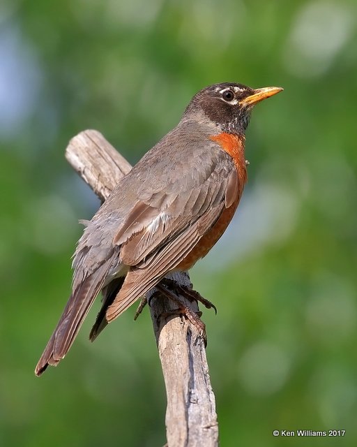 American Robin, Rogers Co yard, OK, 5-10-17, Jda_11201.jpg