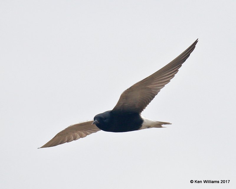 Black Tern, Wagoner County. 5-12-17, Jda_10181.jpg