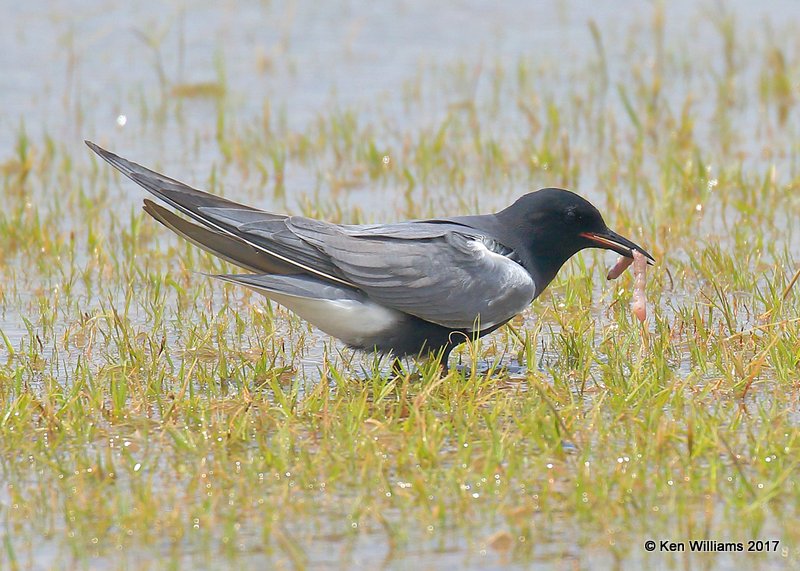 Black Tern, Wagoner County. 5-12-17, Jda_10544.jpg