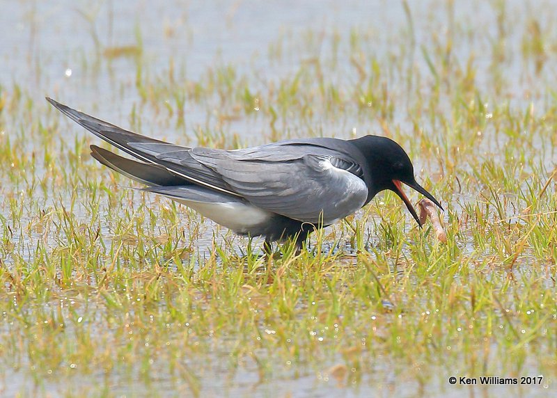 Black Tern, Wagoner County. 5-12-17, Jda_10546.jpg
