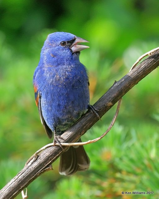 Blue Grosbeak male, Rogers Co. yard, OK, 4-28-17, Jda_05912.jpg