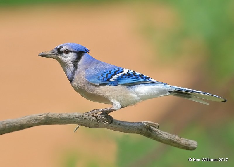 Blue Jay