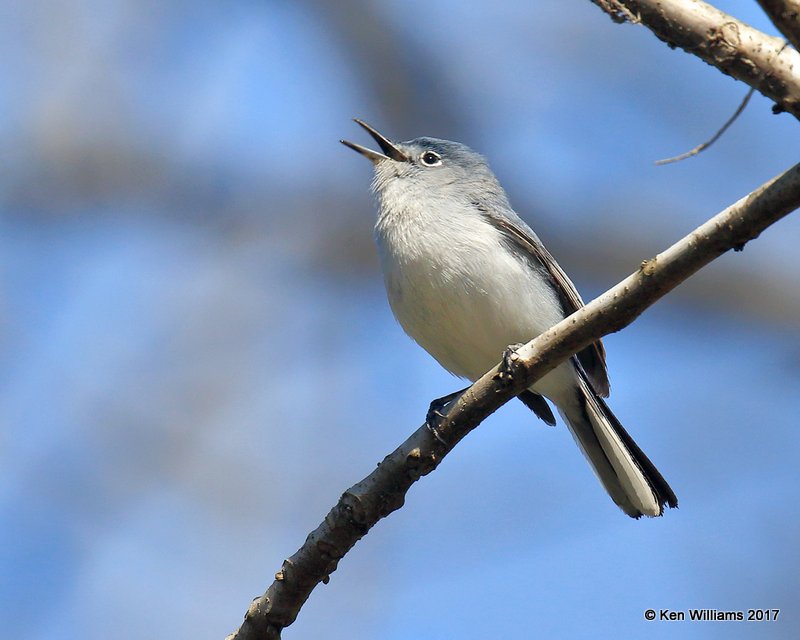 Blue-gray Gnatcatcher, Tall Grass Prairie, Osage Co, OK, 4-11-17, Jda_03788.jpg