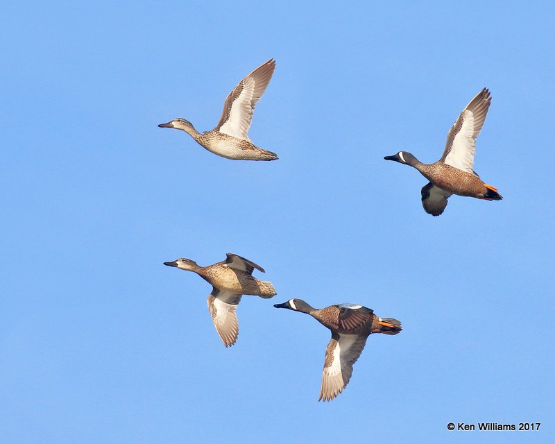 Blue-winged Teal, Tulsa Co, OK 4-27-17, Jda_05773.jpg