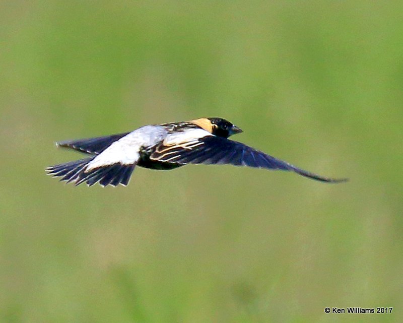 Bobolink male, Tulsa, Co, OK, 5-2-17, Jda_06343.jpg