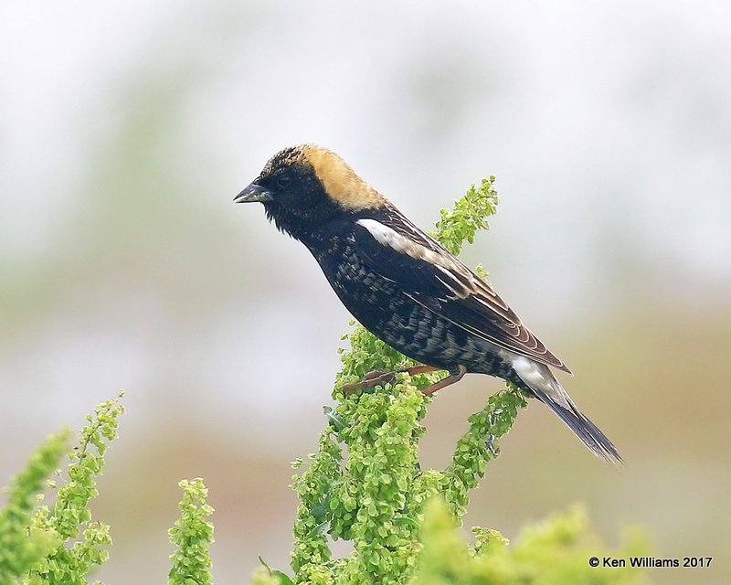 Bobolink, adult male in breeding plumage, Wagoner County. 5-12-17, Jda_10236.jpg