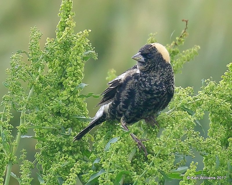 Bobolink, adult male in breeding plumage, Wagoner County. 5-12-17, Jda_10354.jpg