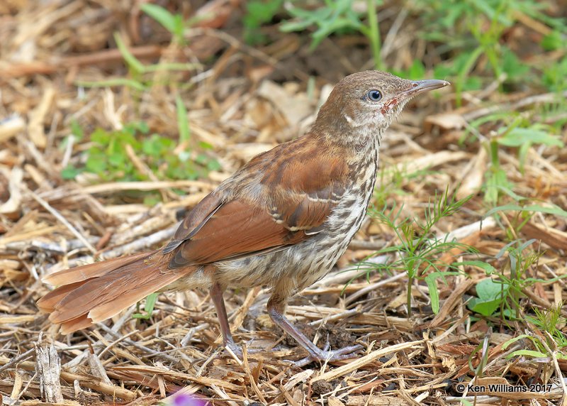 Brown Thrasher juvenile, Rogers Co yard, OK, 5-24-17, Jda_11276.jpg