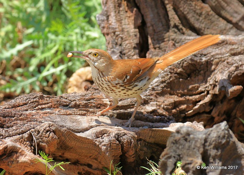 Brown Thrasher, Rogers Co yard, OK, 6-16-17, Jda_12211.jpg