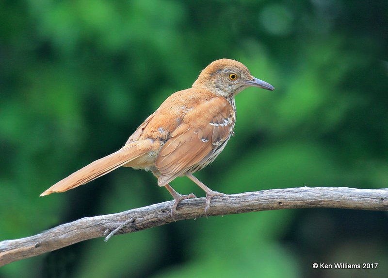 Brown Thrasher, Tulsa Co, OK, 6-14-17, Jda_12169.jpg