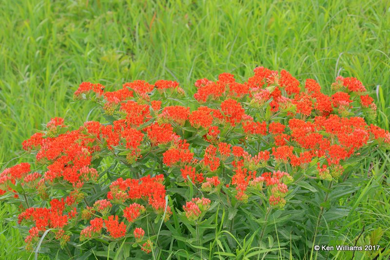 Butterfly Weed, Tall Grass Prairie, Osage Co, OK, 5-25-17, Jda_11773.jpg