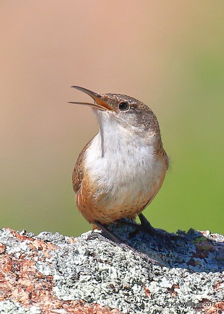 Canyon Wren