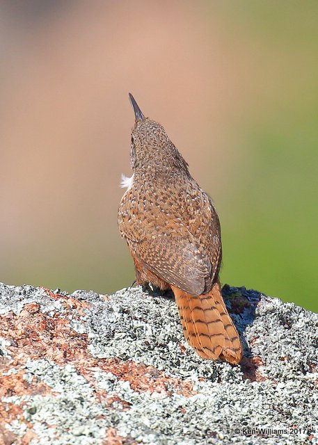 Canyon Wren, Wichita Mts, NWR, OK, 5-7-17, Jda_44364.jpg