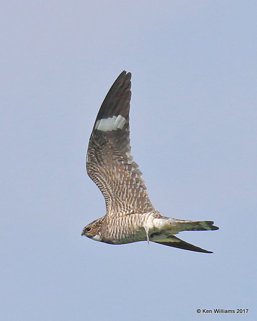 Common Nighthawk, Tall Grass Prairie, Osage Co, OK, 5-25-17, Jda_11555.jpg