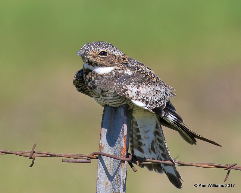 Common Nighthawk, Tall Grass Prairie, Osage Co, OK, 5-25-17, Jda_11574.jpg