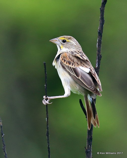 Dickcissel, Tall Grass Prairie, Osage Co, OK, 5-25-17, Jda_11772.jpg