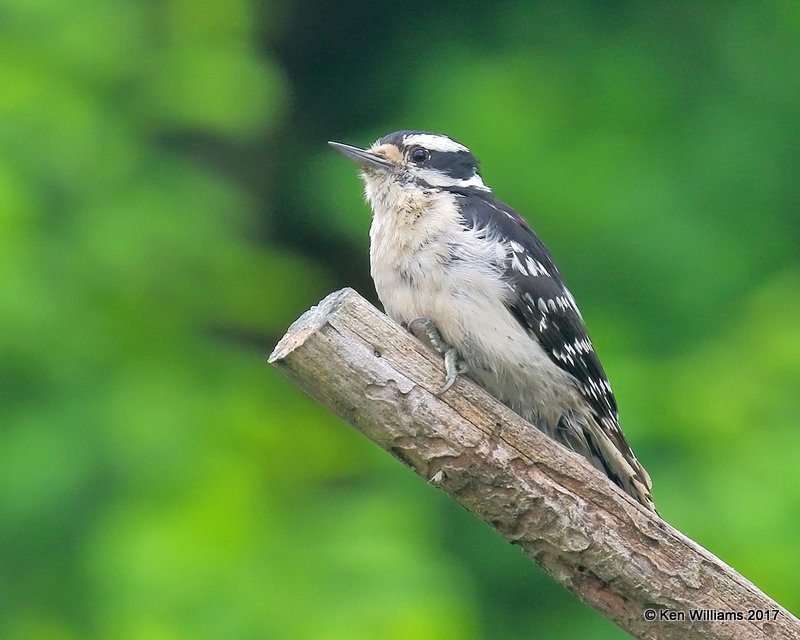 Downy Woodpecker female, Rogers Co yard, OK, 5-10-17, Jda _09671.jpg