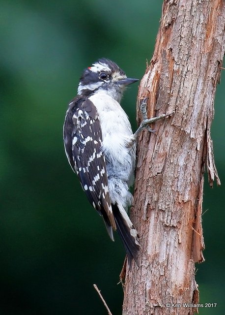 Downy Woodpecker male, Rogers Co yard, OK, 6-18-17, Jda_12325.jpg