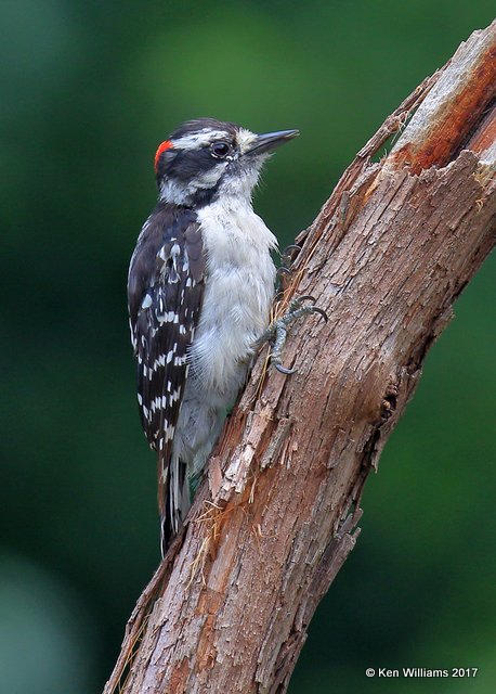 Downy Woodpecker male, Rogers Co yard, OK, 6-18-17, Jda_12328.jpg