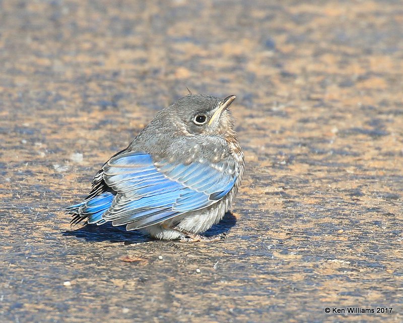 Eastern Bluebird fledgling, Tulsa Co, OK, 5-1-17, Jda_05988.jpg