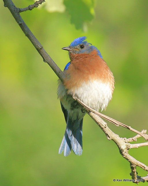 Eastern Bluebird male, Oxley Nature Center, Tulsa Co, OK, 5-6-17, Jda_08366.jpg