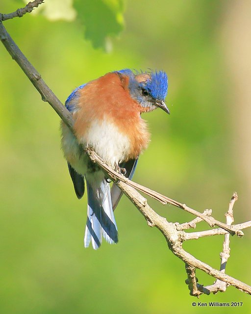 Eastern Bluebird male, Oxley Nature Center, Tulsa Co, OK, 5-6-17, Jda_08367.jpg