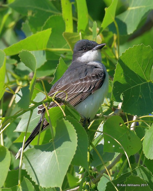 Eastern Kingbird, Tulsa Co, OK, 5-1-17, Jda_06007.jpg