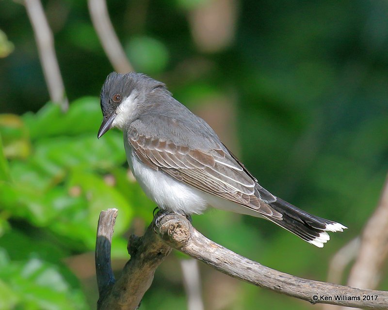 Eastern Kingbird, Tulsa Co, OK, 5-1-17, Jda_06125.jpg